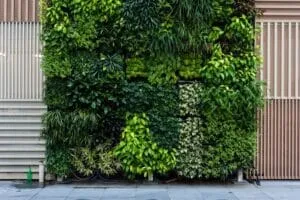 muro verde