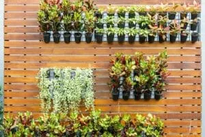 piante per giardino verticale