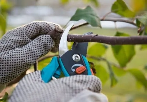 potatura di produzione
