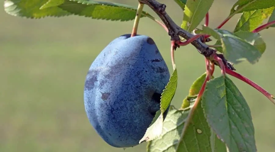 potatura di un albero di prugno