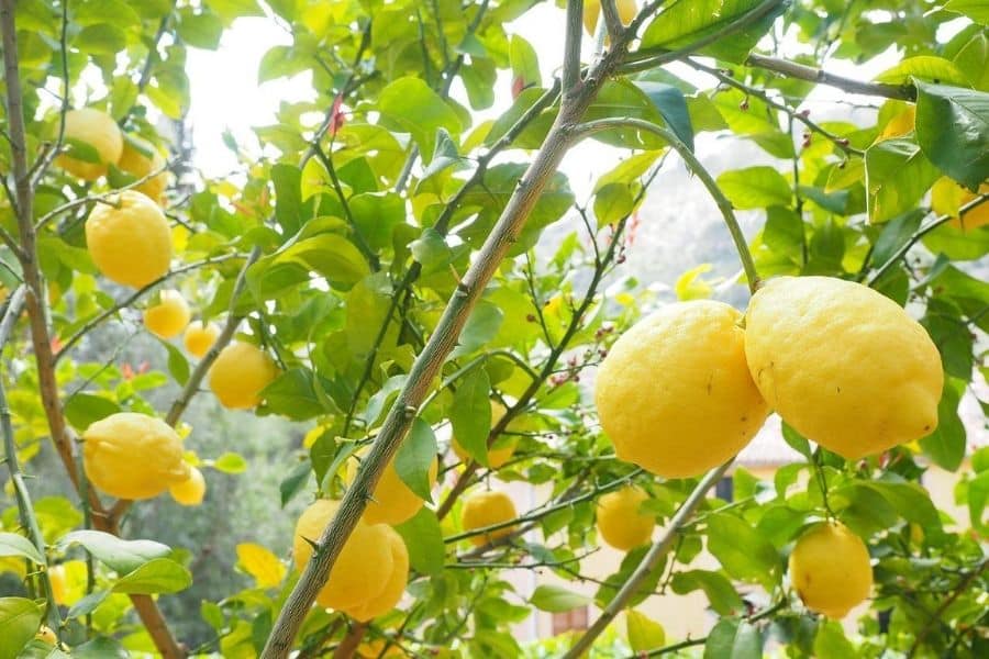 potatura limone foto di un albero di limone