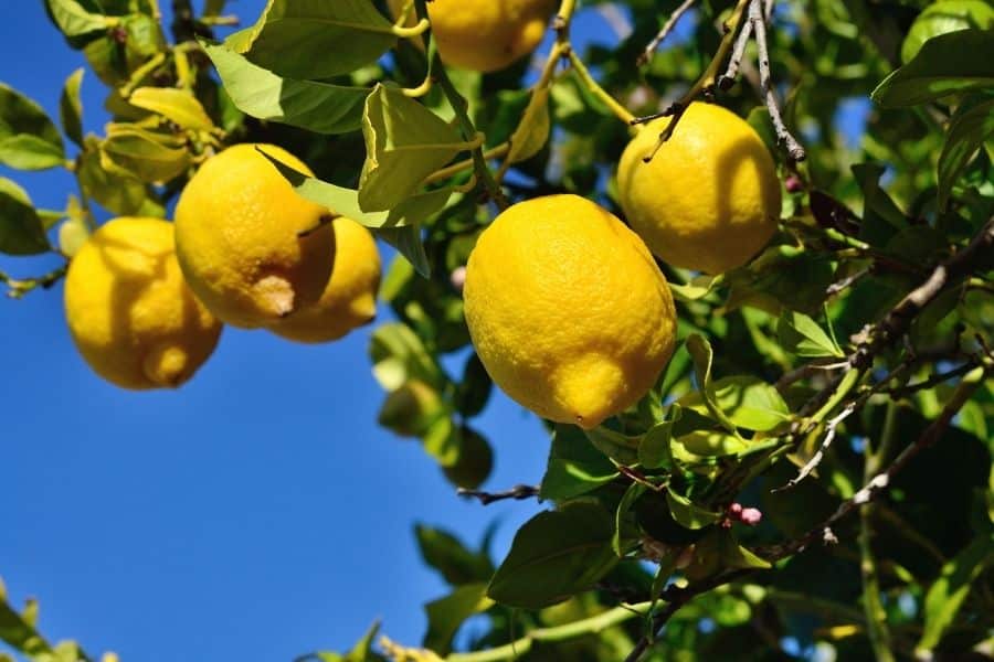 potatura limone periodo