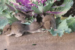 topo in giardino