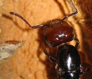 Formiche lavoratrici in fila mentre trasportano foglie, rappresentando il loro importante ruolo e impatto sullecosistema