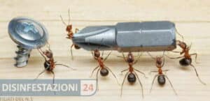 Esperto della Biblion Specializzati che esegue unintervento di disinfestazione delle formiche
