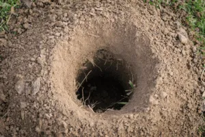 derattizzazione topi in giardino