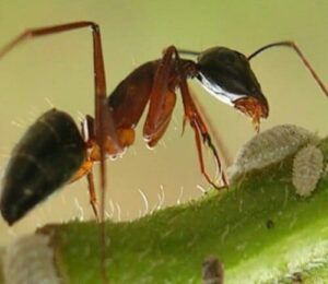 Immagine di diverse specie di formiche in un giardino, rappresentando un possibile scenario di infestazione