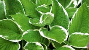 Hosta foto