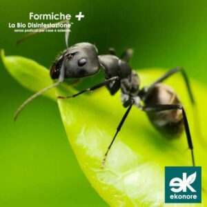 Immagine di formiche in un giardino evidenziando i potenziali rischi dellutilizzo di pesticidi per la disinfestazione