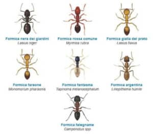 Formica in primo piano con sfondo di interni domestici, illustrativa di infestazione da formiche e necessità di disinfestazione professionale