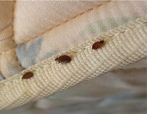 Le cimici dei letti sono parassiti che possono causare fastidiose punture di cimici e sono difficili da prevenire Scopri come prevenire linfestazione da cimici dei letti con i nostri consigli