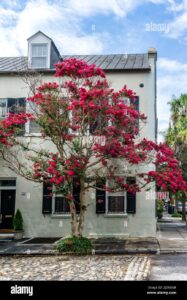 Uno scorcio di una città contemporanea un albero di tiglio con le sue crepe, un parco con fiori colorati, una villa immersa in un quartiere urbano, una strada che porta allalloggio di un parco Uno spettacolo di natura e di modernità che si incontrano