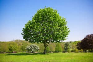Unimmagine che ritrae la bellezza della natura un olmo montano, una quercia, un tiglio, un acero, una ricca vegetazione e lerba che ricopre il parco Il tronco di un albero che sorge tra le foglie, una natura incontaminata pronta ad essere esplorata