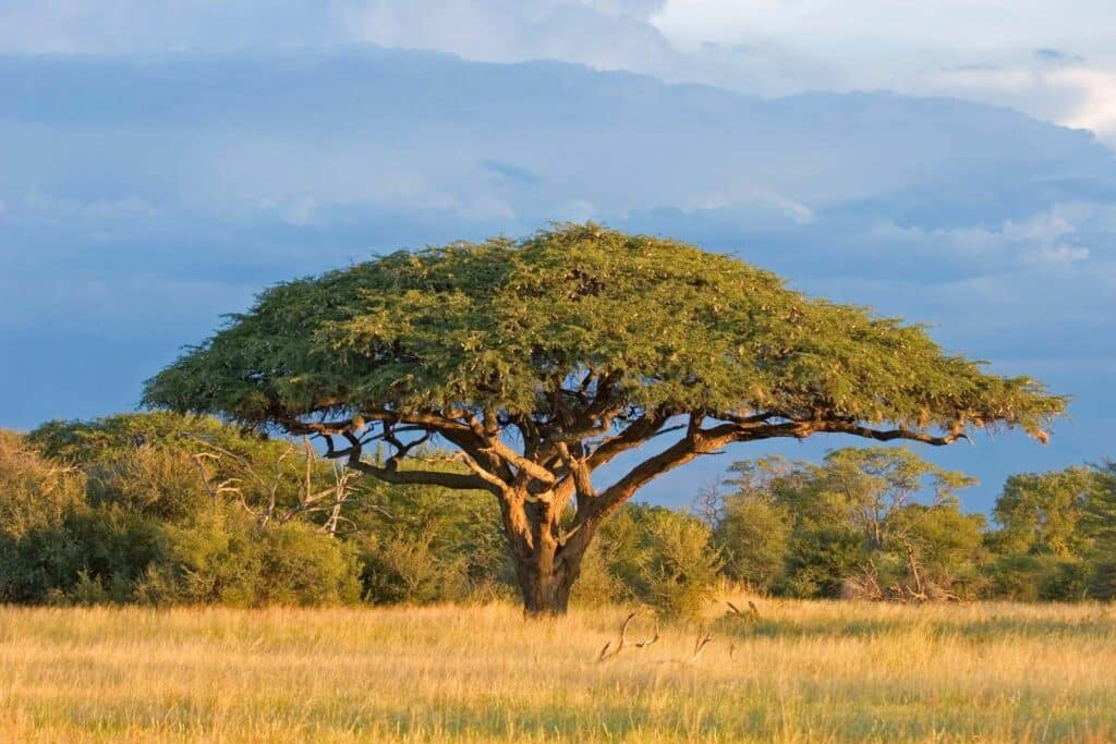 acacia albero o pianta