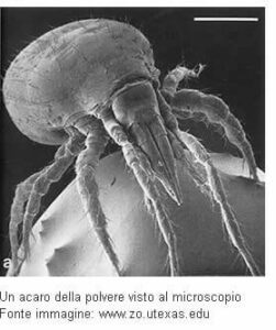 Acari del tarlo visibili su legno infestato con indicazioni visive su come eliminarli