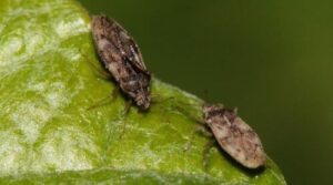 Acari microscopici noti come acari dellumidità in un ambiente molto umido, illustrando il loro impatto sullambiente