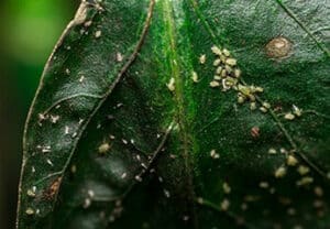 Acari dellumidità visibili attraverso un microscopio, evidenziando la necessità di prodotti per la disinfestazione