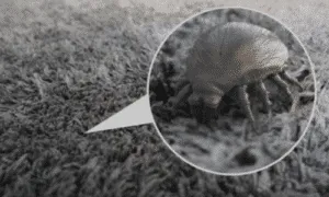 Primo piano di un acaro al microscopio evidenziando le sue piccole dimensioni in riferimento alle tecniche di pulizia per prevenire infestazione