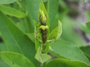 Prodotti naturali per la disinfestazione degli acari
