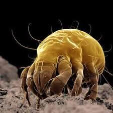 Acaro del legno ingrandito al microscopio visibile su uno sfondo di legno infestato, utile per discutere il tempo necessario per eliminare uninfestazione di acari