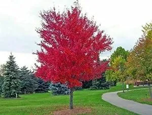 Un grande acero giapponese, conosciuto anche come GrassAcero, si erge in tutta la sua imponenza in mezzo alla vegetazione erbosa La sua maestosa chioma si estende in tutte le direzioni, come una distesa di foglie verdi, raccontando la storia di un albero di grande bellezza