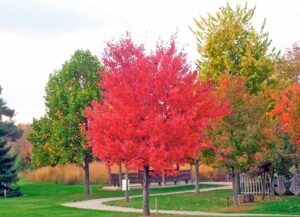 Questa immagine mostra un albero di acero rosso in un parco naturale, con una vegetazione verdeggiante, foglie e altre piante che crescono allaperto in un bellissimo bosco La natura in tutta la sua bellezza! #NatureAlbero #Acero #Erba #Vegetazione #Foglia #Allaperto #Parco #Bosco #Natura