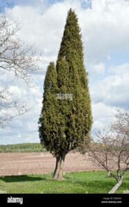 Un tronco di albero di tasso con unimponente chioma di conifere, simbolo di una vendita diretta di abeti