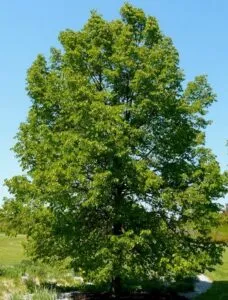Questa immagine mostra la varietà di vegetazione presente nella montagna, con alberi come tiglio, quercia, acero e pino Si tratta di una composizione di alberi tipici della zona, che contribuiscono a creare unatmosfera unica ed incantevole