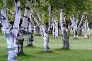 Immagine di una persona che si trova in mezzo a una lussureggiante betulla di Kashmir in una grande foresta, circondata dalla natura selvaggia Una scena di tranquillità allaperto in cui la vista è dominata da una ricca vegetazione in una splendida terra