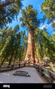 Un gigantesco albero sequoia che si erge maestoso tra alti alberi e rigogliosa vegetazione, unimmagine che riporta alla bellezza della natura allaperto e alla magia di un incantevole parco