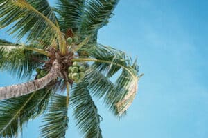 dimensione e altezza del cocco albero