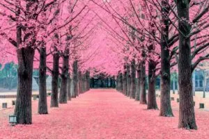 Immagine di un ciliegio cinese in un parco, circondato da TreeErba e arie aperte Il ciliegio è una pianta rigogliosa e piena di fiori in una meravigliosa tonalità di rosa, che brilla al sole dellautunno Unimmagine di natura incontaminata che celebra lalbero più bello e colorato della stagione