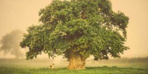 Una foto di una scena naturale unica una quercia, un tiglio e un canguro allaperto, con il tronco di un albero che spicca tra le piante La bellezza della natura non ha limiti!
