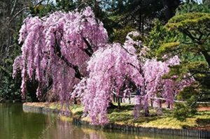 Una scena incantevole di un albero di ciliegio in fiore allaperto, circondato da una lussureggiante vegetazione della natura Uno splendido spettacolo di fiori di ciliegio, noto anche come Higan no Sakura, per deliziare locchio