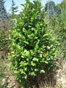 Questo cespuglio di mirtillo è un simbolo di amore e di cura Produrre una vegetazione rigogliosa che porta deliziose bacche di mirtillo, questa è la forza che nutre e riempie la nostra vita di cibo nutriente e di frutta deliziosa