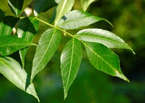 Una grande foglia di una pianta di un albero, circondata da una ricca vegetazione