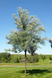 Immagine di un albero di tiglio Soapberry una cura naturale per i sintomi medici Analizza i sintomi e scopri i rimedi naturali per la cura!
