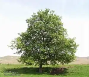 Immagine di un albero di Tiglio Soapberry con la scritta SintomiMedico Analisi, Cura e Rimedio per i Sintomi Per conoscere le soluzioni giuste per i sintomi, fai una ricerca su SintomiMedico