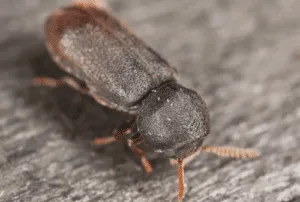 Immagine di una disinfestazione contro i tarli del legno, che mostra il tempo necessario per un trattamento efficace contro i parassiti del legno