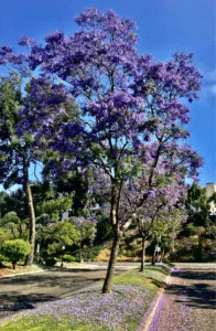 Questa immagine mostra un albero esotico in fiore nel suo ambiente naturale, con un tronco dalbero che si erge allaperto in un giardino, affiancato da una strada daccesso con un grazioso arco La bellezza della natura é in tutto il suo splendore!