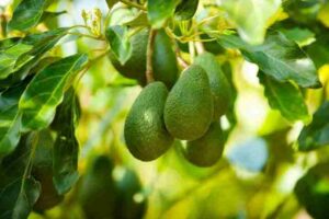 Unimmagine che mostra una montagna di frutta e verdura avocado, pomodoro, pera e altri prodotti naturali come gli avocado e le pere Un modo sano e naturale per godere della bontà della frutta e della verdura!