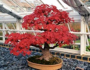 Un bellissimo acero palmato con una robusta chioma di foglie, contenuto in un vaso di terracotta lideale per un bonsai di alto livello!