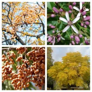 Questa immagine unica e straordinaria è un collage di arte che rappresenta un albero medicinale Le sue foglie sono riccamente decorate con polline, gemme, fiori e frutti Questo albero ha unaura di mistero e forza intorno a sé, rappresentando la bellezza e la forza della natura