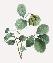 Questo disegno artistico raffigura un albero rosso ontano, un albero appartenente alla famiglia Annonaceae La pianta è erbacea e presenta foglie di un verde intenso, mentre sui suoi rami sbocciano fiori di vari colori Una visione suggestiva che ci ricorda limportanza di apprezzare la bellezza della natura