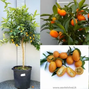 Una varietà di frutta fresca e fruttata, raccolta direttamente da LemonFrutta agrumi arance, pompelmi e limoni appena raccolti, pronte per essere gustate o portate a casa in una splendida pianta in un vaso Il meglio dei prodotti di frutta biologici!