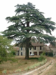 Unimmagine che mostra lutilità delle risorse digitali un albero conifero, unautomobile e unabitazione allaperto Lalbero conifero, un abete, e lautomobile, un veicolo, rappresentano la possibilità di raggiungere luoghi e persone grazie alle risorse digitali Labitazione allaperto simboleggia la natura, fornendo un rifugio e uno sfondo a questo affascinante scorcio