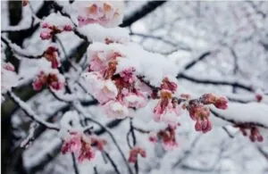 , FioreUn albero di Fiore di Ciliegio innevato con Babbo Natale di Neve in mezzo alla natura allaperto, con i suoi petali di neve come se fossero una cascata di fiori di ciliegio