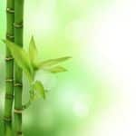 bambù per giardino zen