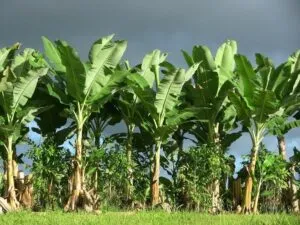 Un picnic allaperto nel cuore della natura, in un campo ricco di vegetazione Una foglia di banana, una giungla di piante che crescono sul suolo fertile della campagna