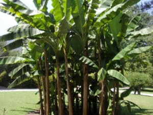 Questa immagine raffigura una banana in mezzo a una lussureggiante vegetazione verde una giungla di alberi, erba, foglie e un boschetto circondano un cortile Una grande varietà di piante e un bellissimo paesaggio naturale!